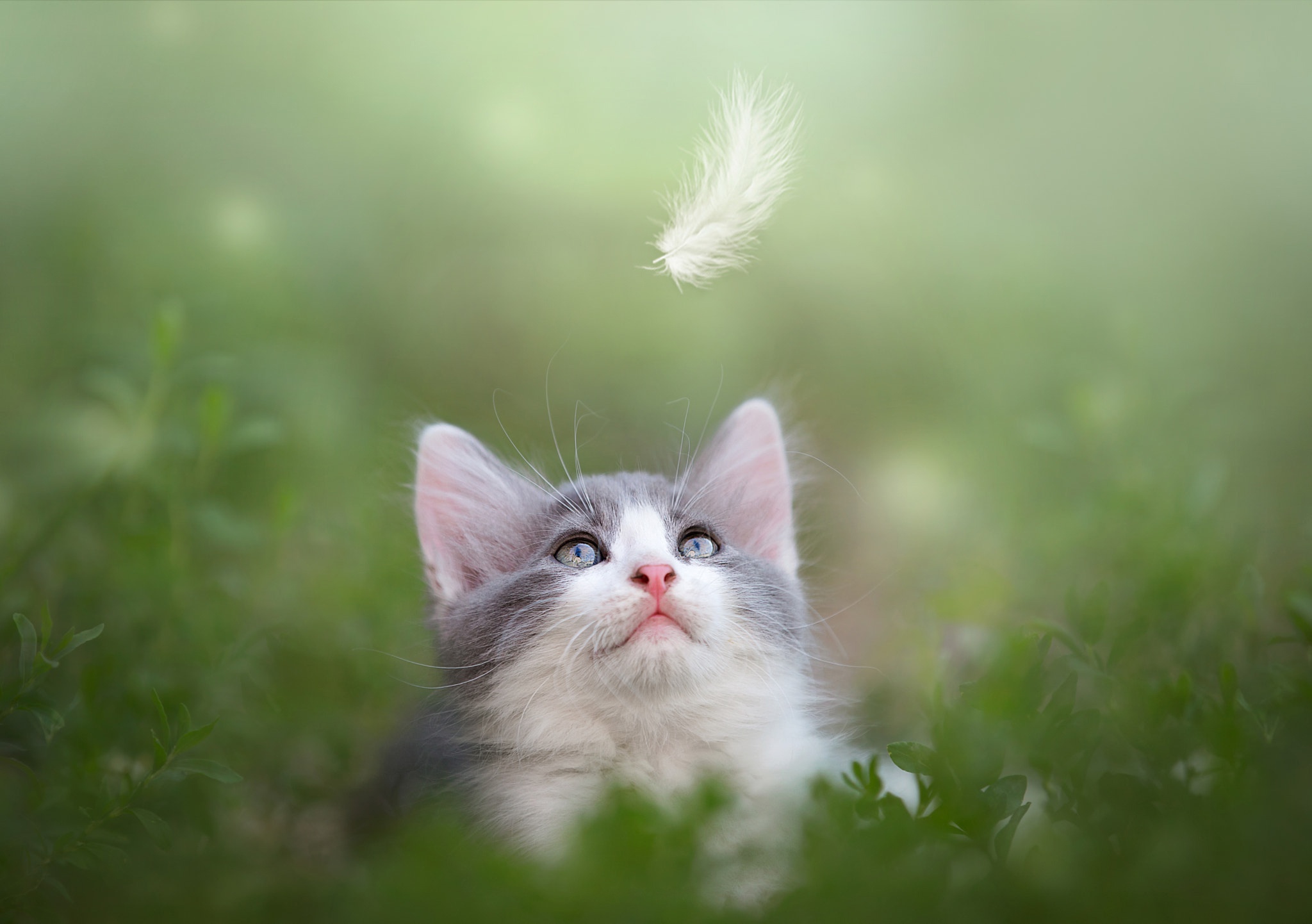 looking up, Cat, Nature, Animals Wallpapers HD / Desktop and Mobile  Backgrounds