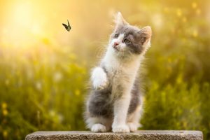 cat, Animals, Insect, Nature, Butterfly