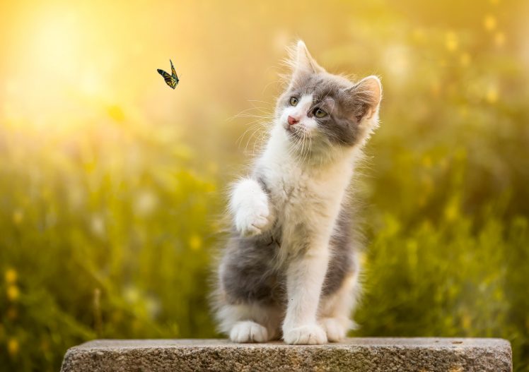cat, Animals, Insect, Nature, Butterfly HD Wallpaper Desktop Background