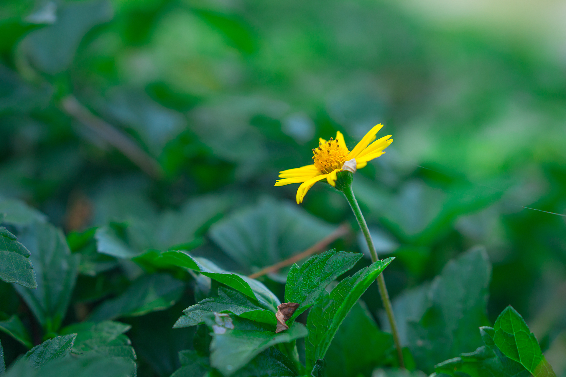 yellow flower, Landscape Wallpapers HD / Desktop and Mobile Backgrounds