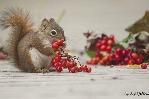 Andre Villeneuve, Squirrel, Mammals, Animals, Berries
