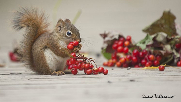 Andre Villeneuve, Squirrel, Mammals, Animals, Berries HD Wallpaper Desktop Background