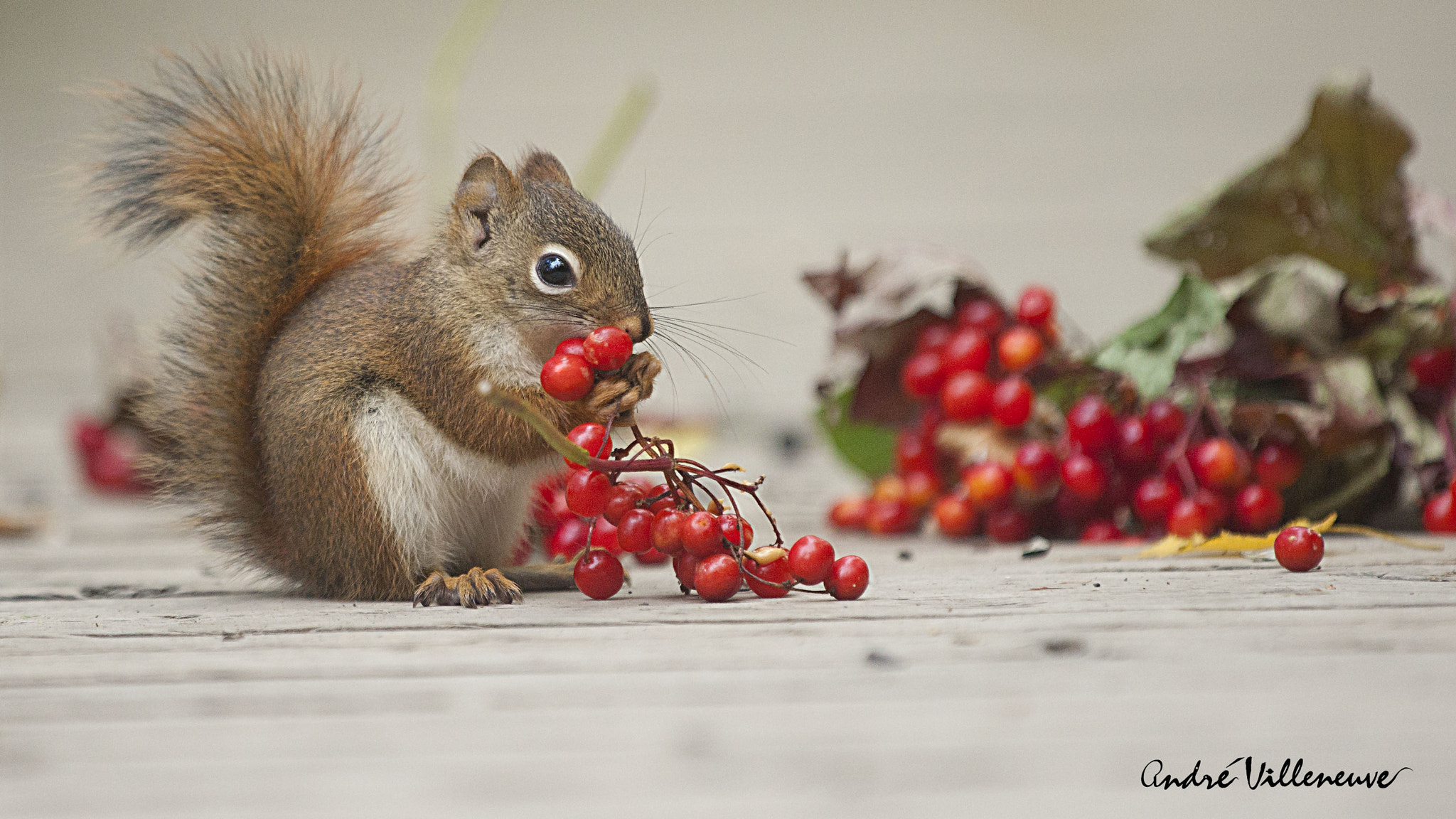 Andre Villeneuve, Squirrel, Mammals, Animals, Berries Wallpaper