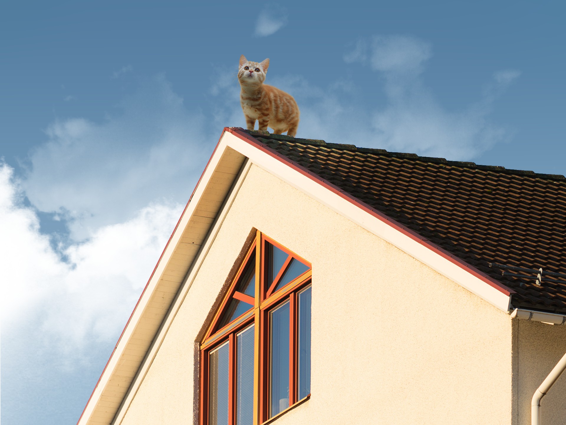 cat, Rooftops, Sky, House, Clouds Wallpaper
