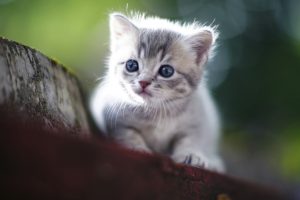 kittens, Cat, Feline, Animals