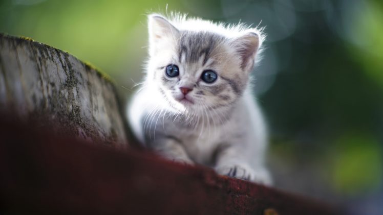 kittens, Cat, Feline, Animals HD Wallpaper Desktop Background