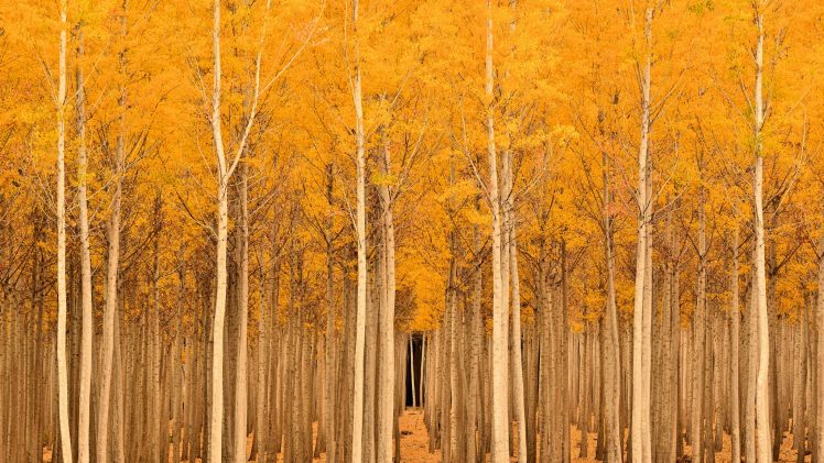 trees, Fall, Landscape, Nature HD Wallpaper Desktop Background