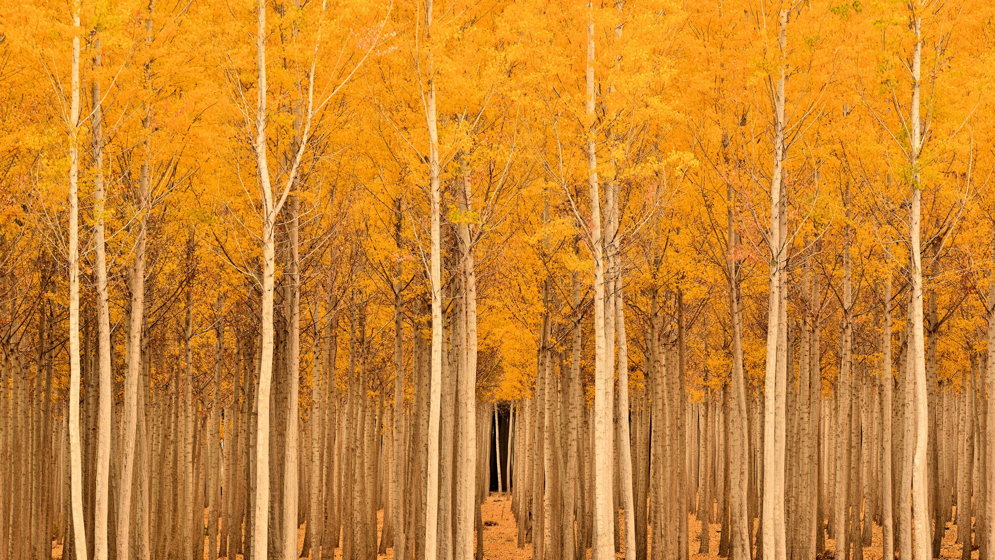 trees, Fall, Landscape, Nature Wallpaper