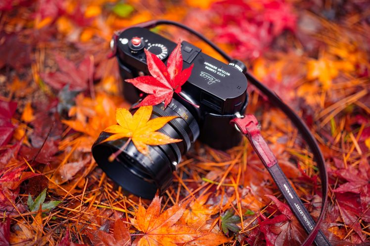 camera, Leaves, Plants, Fall HD Wallpaper Desktop Background