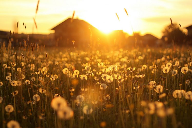 field, Yellow, Sunlight, Plants, Flowers HD Wallpaper Desktop Background