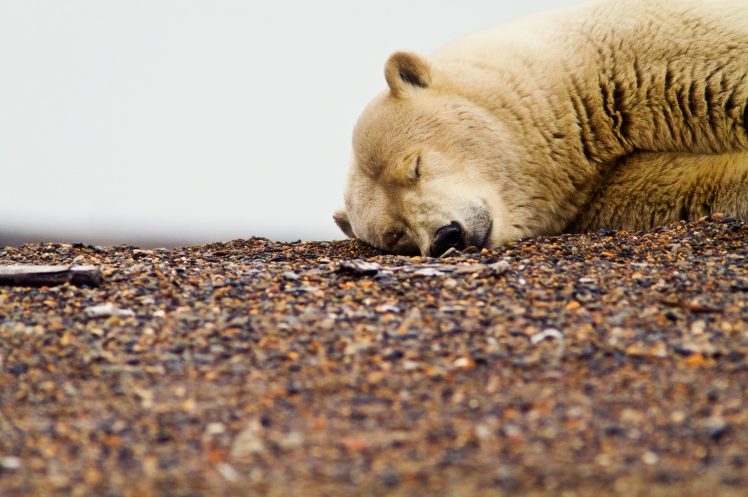 bears, Animals, Sleeping HD Wallpaper Desktop Background