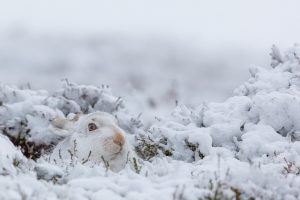 rabbits, Animals, Mammals, Nature, Snow, Winter