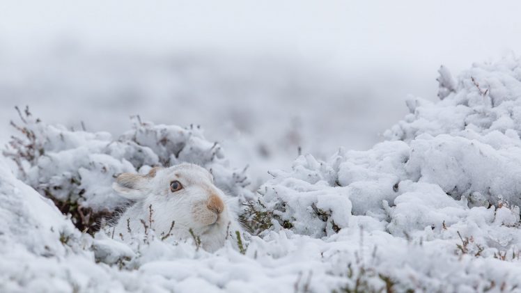 rabbits, Animals, Mammals, Nature, Snow, Winter HD Wallpaper Desktop Background