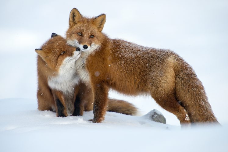 mammals, Winter, Snow, Animals, Fox HD Wallpaper Desktop Background
