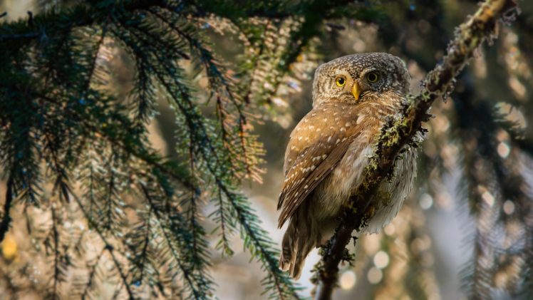 birds, Nature, Owl, Animals HD Wallpaper Desktop Background