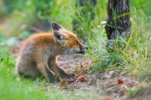 nature, Fox, Animals, Mammals