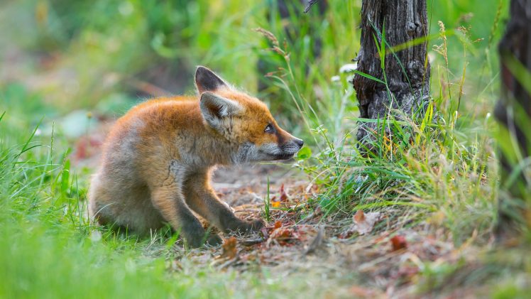 nature, Fox, Animals, Mammals HD Wallpaper Desktop Background