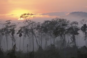 Peru, Rainforest, Sunset, Sunrise, Mist, Forest, Amazon