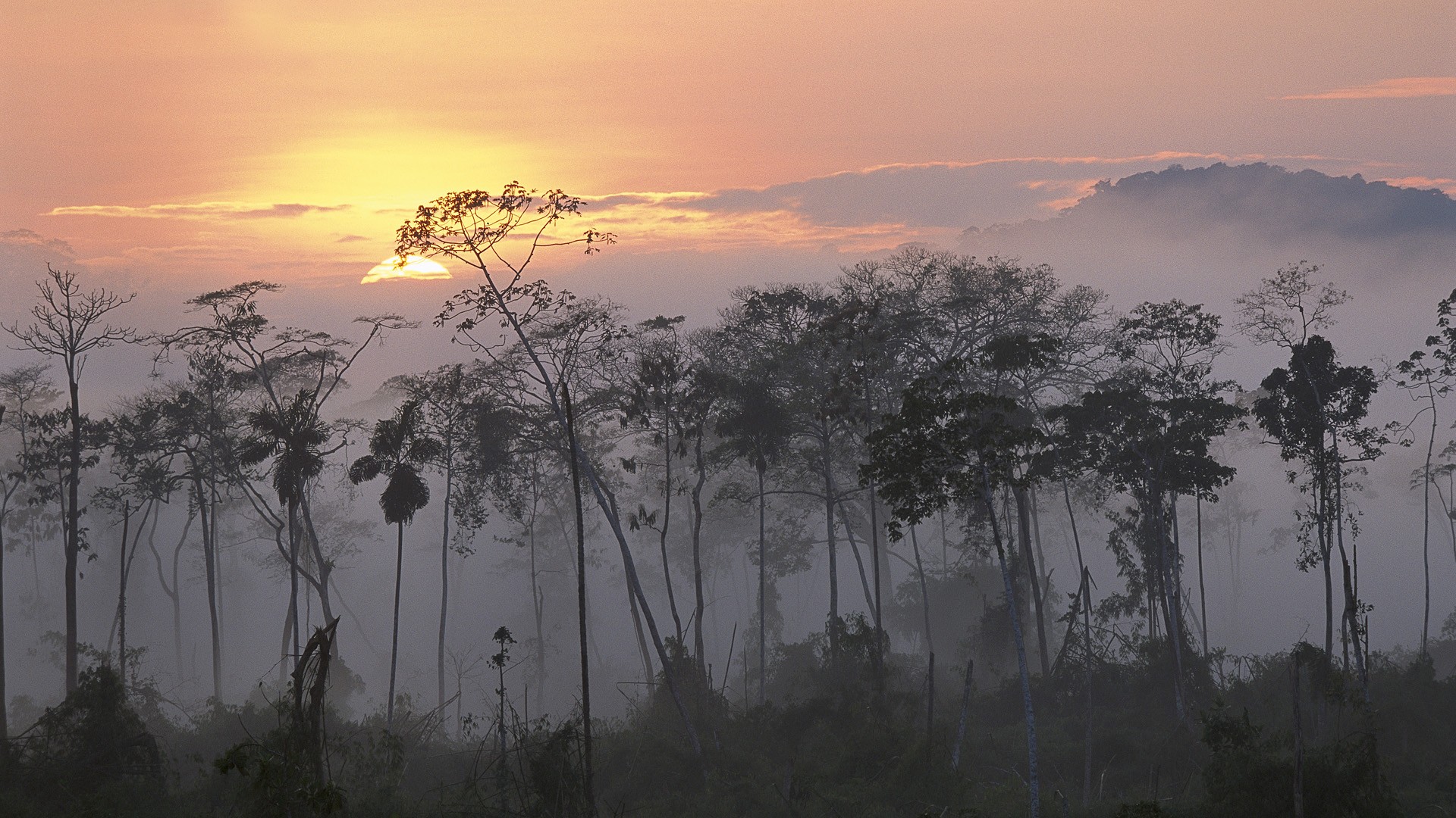 Peru, Rainforest, Sunset, Sunrise, Mist, Forest, Amazon Wallpaper