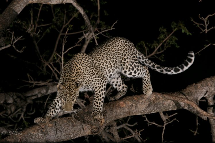 leopard, Animals, Mammals, Big cats HD Wallpaper Desktop Background