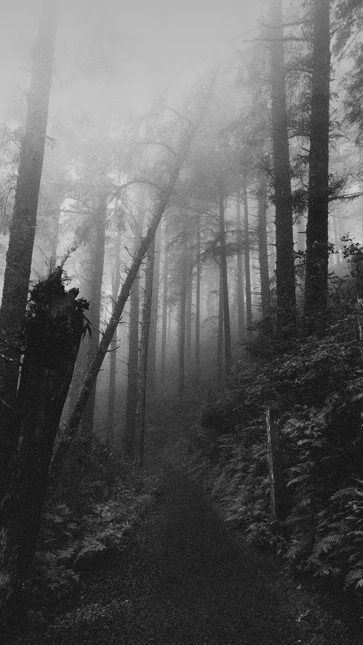 landscape, Monochrome, Path, Tree trunk, Mist Wallpaper