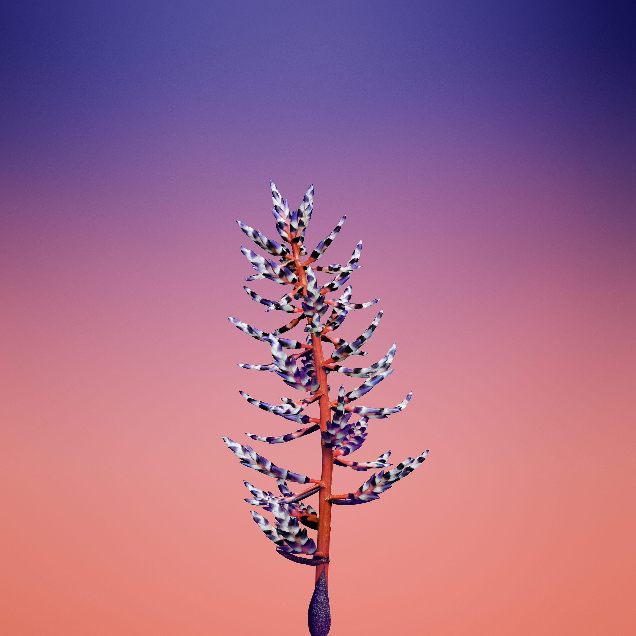 iOS, IPhone, IPad, Ipod Wallpaper