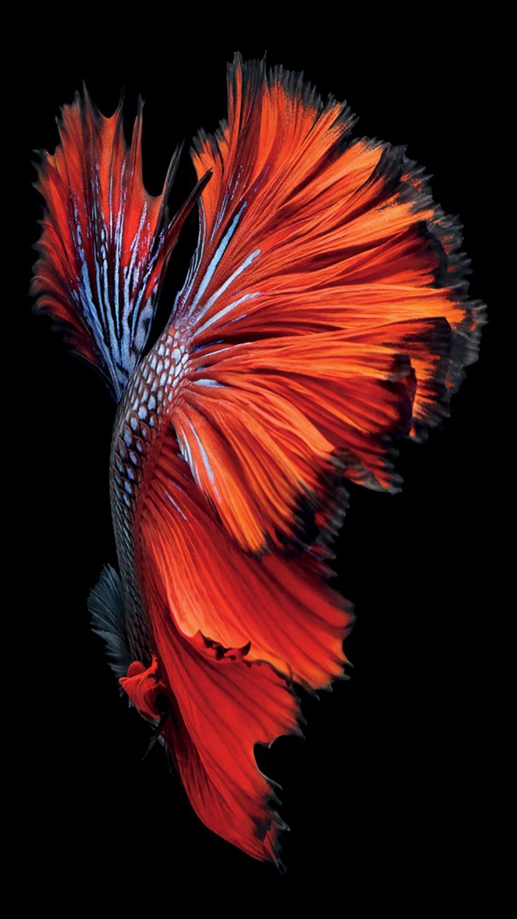 iOS, Ipod, IPad, IPhone, Siamese fighting fish Wallpapers HD / Desktop and  Mobile Backgrounds