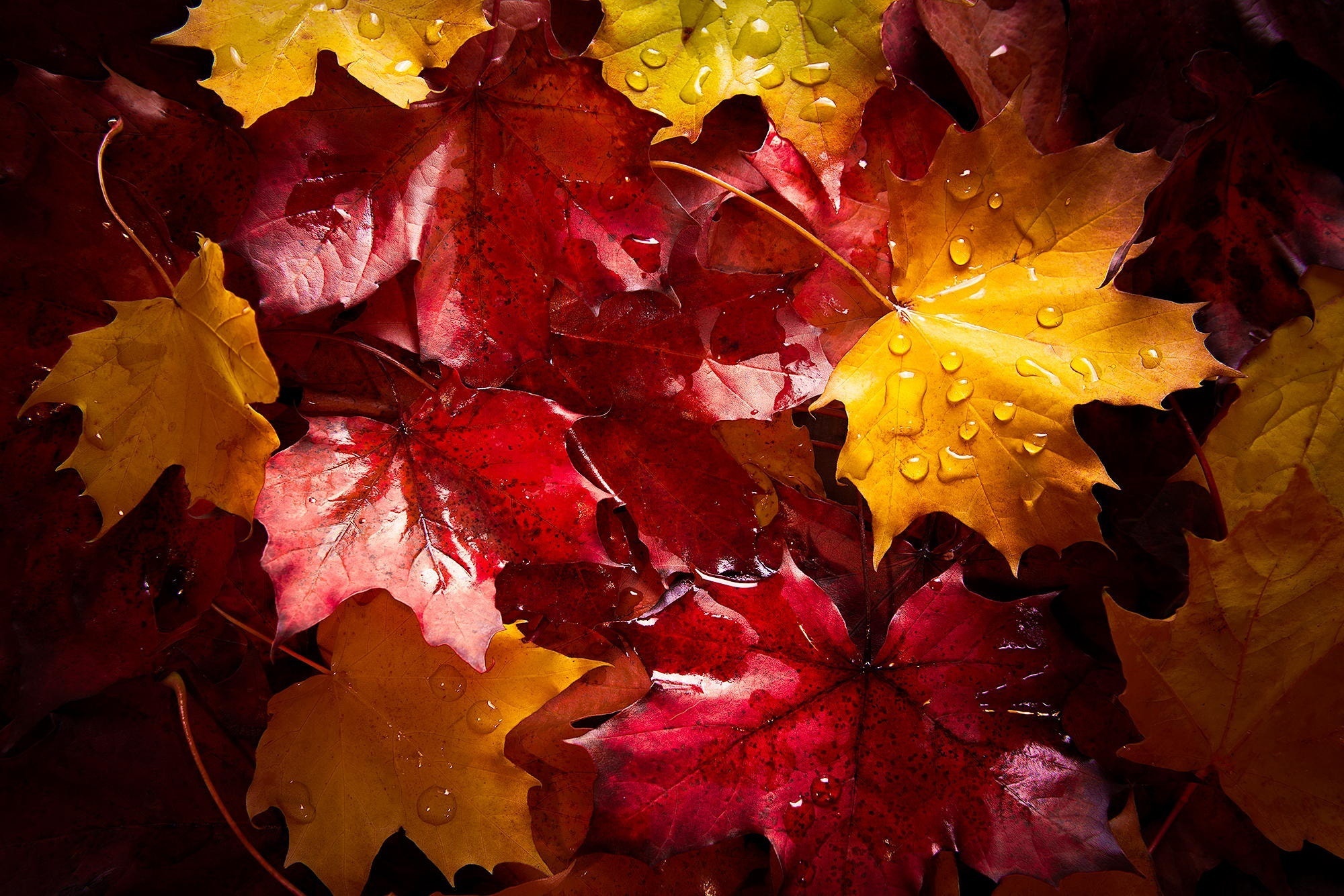 colorful, Plants, Leaves, Water drops Wallpaper