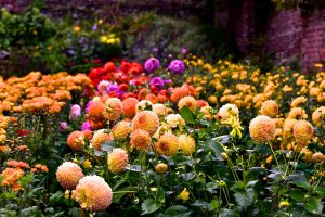 colorful, Flowers, Plants
