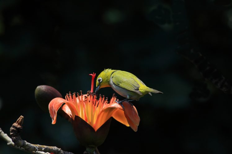 animals, Nature, Birds, Plants, Flowers HD Wallpaper Desktop Background