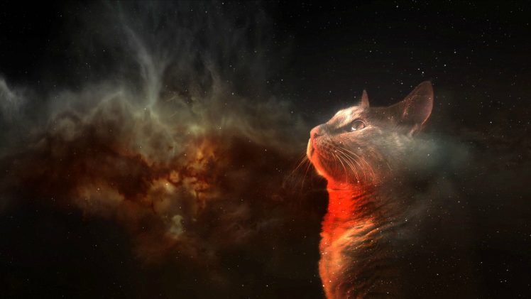 cat, Space, Digital art, Animals HD Wallpaper Desktop Background