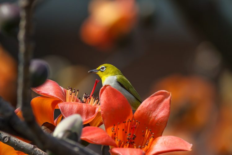 red, Flowers, Plants, Animals, Birds HD Wallpaper Desktop Background
