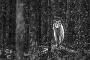 wolf, Finland, Monochrome