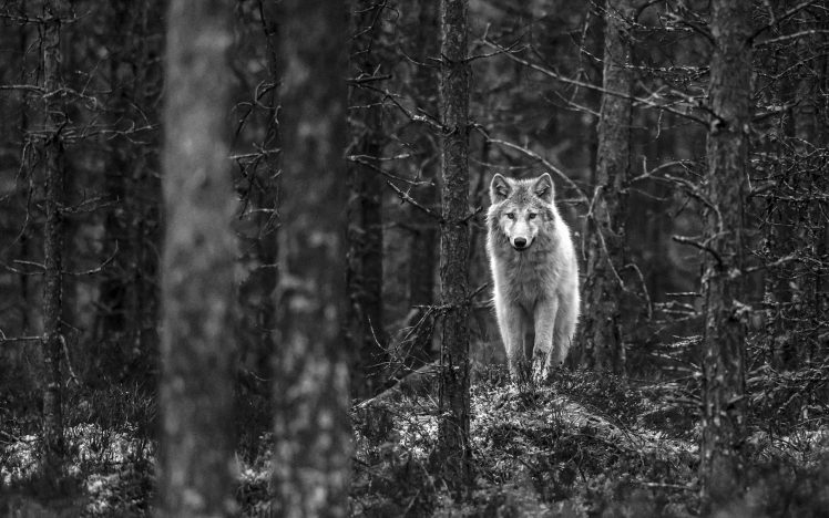 wolf, Finland, Monochrome HD Wallpaper Desktop Background