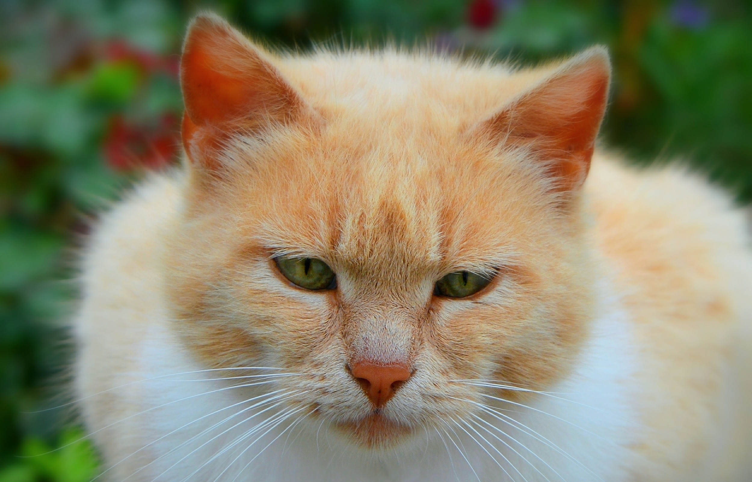cat, Animals Wallpaper
