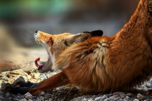 animals, Fox, Yawning