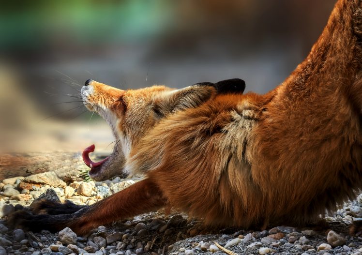 animals, Fox, Yawning HD Wallpaper Desktop Background