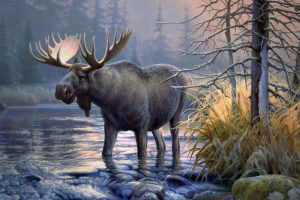 elk, Animals, Moose