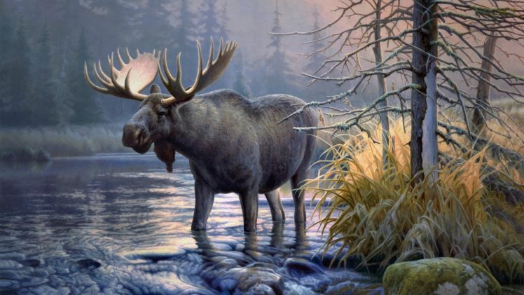 elk, Animals, Moose HD Wallpaper Desktop Background