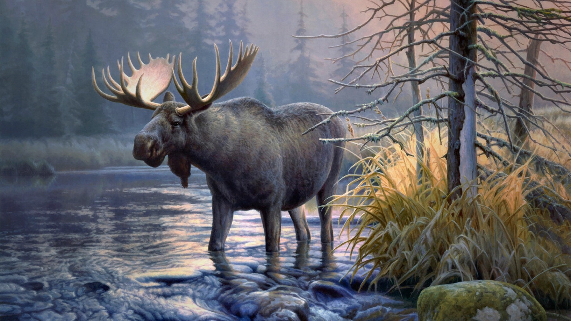 elk, Animals, Moose Wallpaper