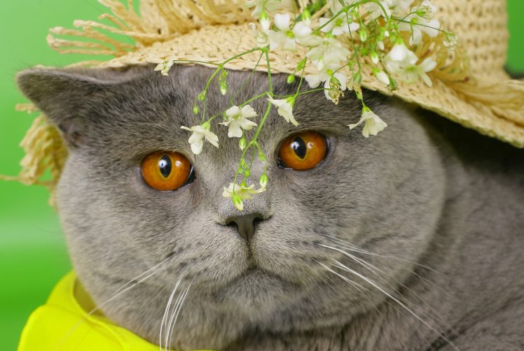 flowers, Plants, Cat, Animals HD Wallpaper Desktop Background