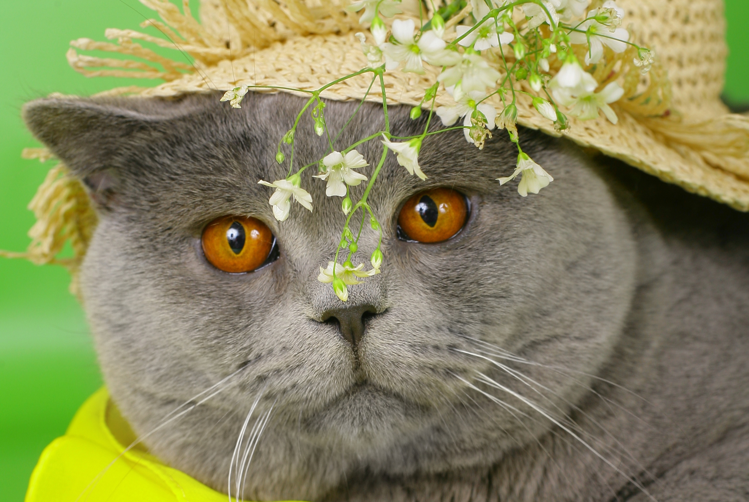 flowers, Plants, Cat, Animals Wallpaper