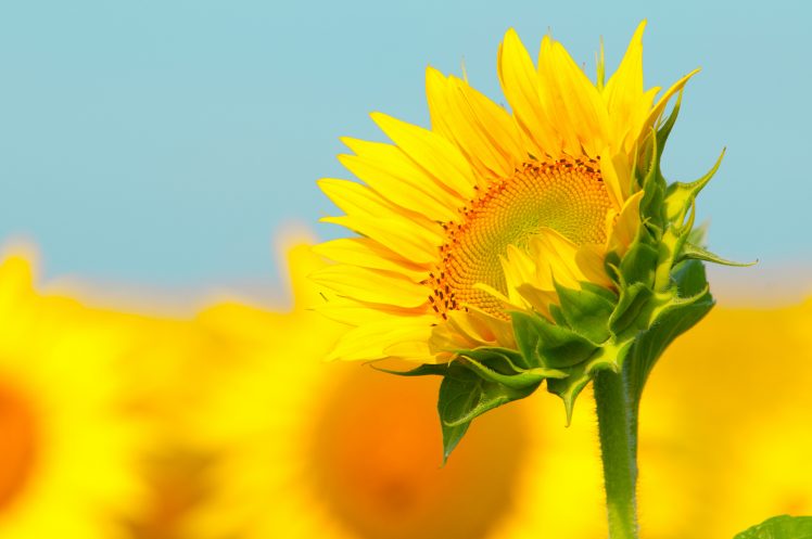sunflowers, Yellow, Plants, Flowers HD Wallpaper Desktop Background