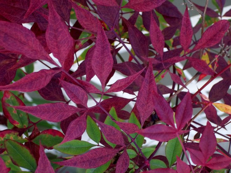 plant pot, Leaves, Colorful, Purple HD Wallpaper Desktop Background