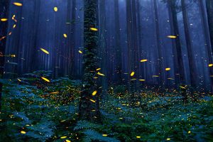 fireflies, Forest