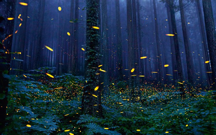 fireflies, Forest HD Wallpaper Desktop Background