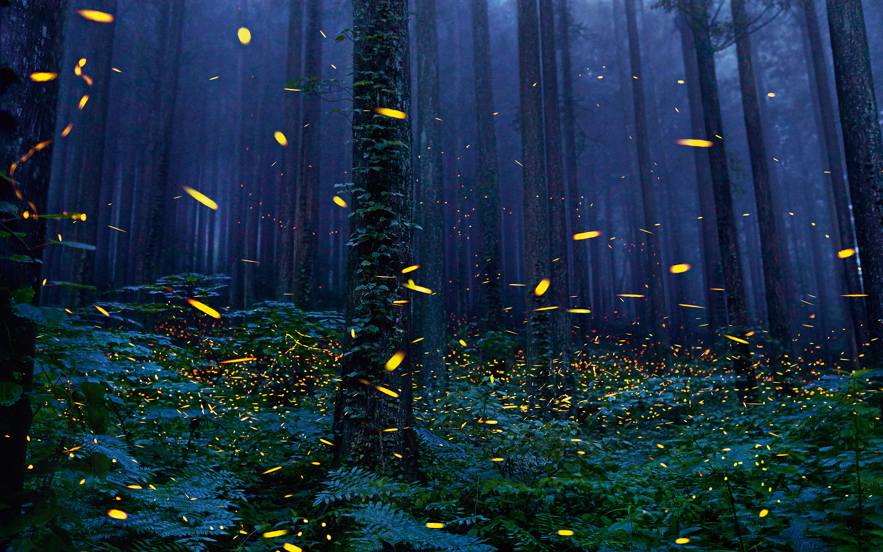 fireflies, Forest Wallpaper