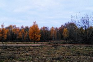 fall, Trees, Grass, Bleak, Landscape