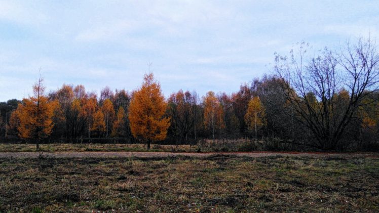 fall, Trees, Grass, Bleak, Landscape HD Wallpaper Desktop Background