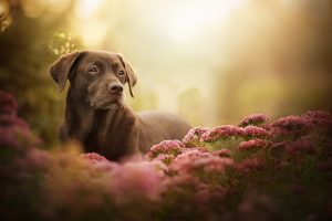 plants, Flowers, Dog, Labrador, Animals